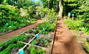 Kräutergarten angelegt in einzelnen Beeten aus Holz, dazwischen zwei geschotterte Wege.