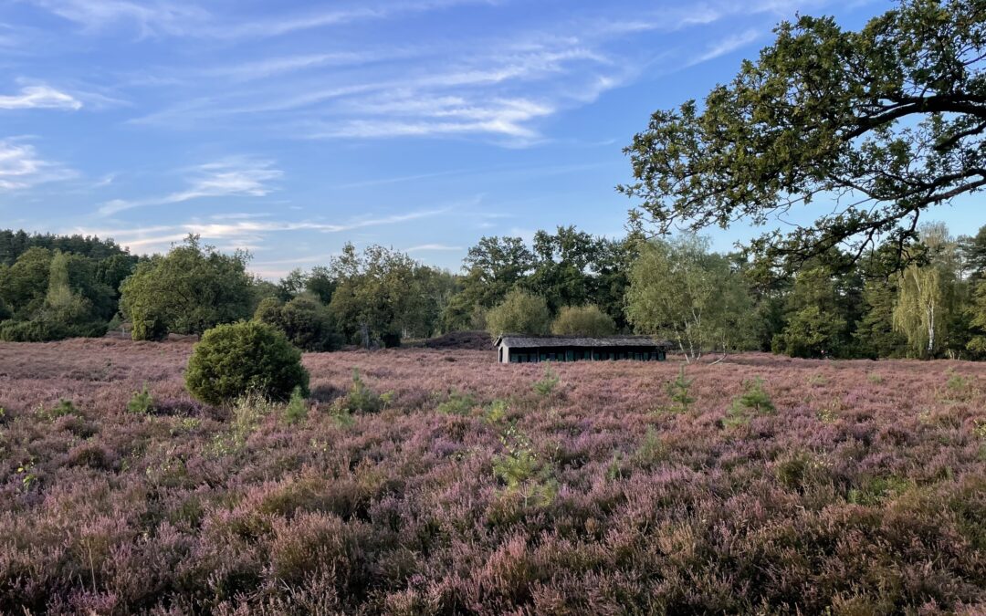 Lüneburger Heide lockt doppelt: zur Heideblüte und in den Barfußpark