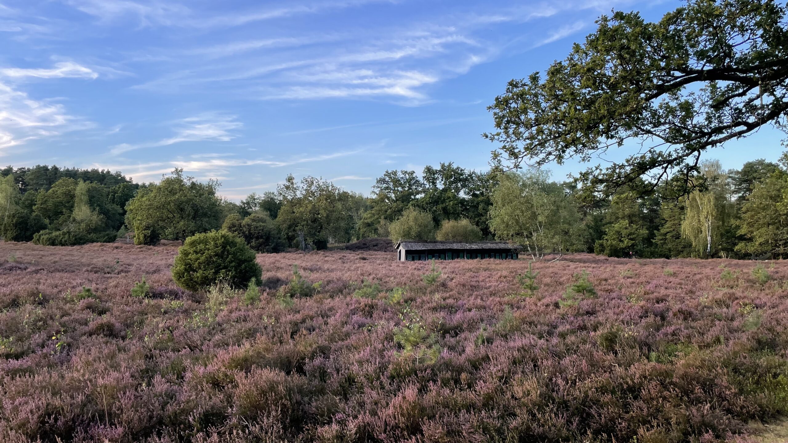 Heideblüte in der Lüneburger Heide beim Barfußpark